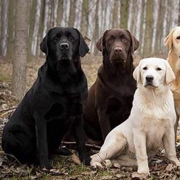 Labrador Retrievers from Willow Springs Labrador Retrievers