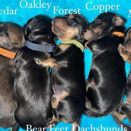 Forest - Black and cream male Dachshund puppy in Rogue River, Oregon from Bear Feet Dachshunds