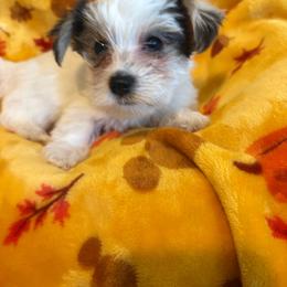 Spot - Parti male Yorkshire Terrier puppy in Black Canyon City, Arizona from Sweet Hart Yorkies