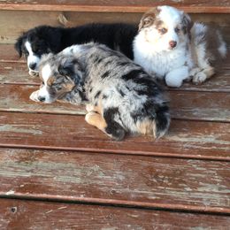 Australian Shepherd Puppies from Cottage Farm Aussies