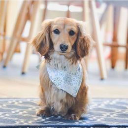 Oakley - Dachshund