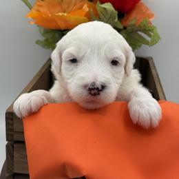 Girl 2 - female Sheepadoodle puppy in Camden, North Carolina from Luv My Doodle
