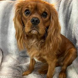 Teddy - Cavalier King Charles Spaniel