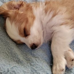 Bichon Frises and Cavalier King Charles Spaniels from Deborah's Puppies