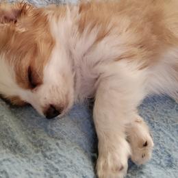 Bichon Frises and Cavalier King Charles Spaniels from Deborah's Puppies