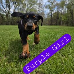 Purple Girl - Black and rust female Doberman Pinscher puppy in Knox, Indiana from Double River Dobermans