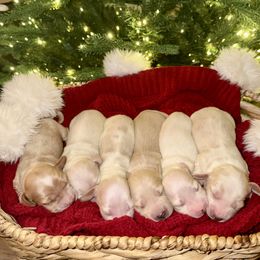 Dachshund puppies from Doxie Lux
