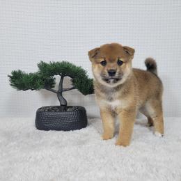 Hoshi - Red male Shiba Inu puppy in Sacramento, California from Shiba Inu of Matrix