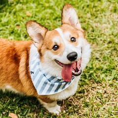 Pembroke Welsh Corgis from Ogeechee Creek Kennels