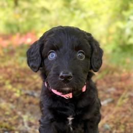 Sangria - Black and white female Aussiedoodle puppy in Mulino, Oregon from Korbella Farm