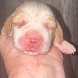 Apple Jack - Red and white male Beagle puppy in Viper, Kentucky from Mountain Top