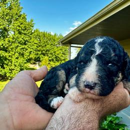 Black tri - Tri-color male Bernedoodle puppy in Holt, Missouri from Mindys Doodles