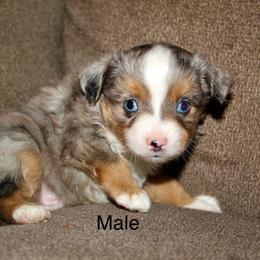 Blue Merle male 1 - Blue merle male Miniature Australian Shepherd puppy in Redding, California from Lavish Luxuries Mini and Toy Australian Shepherds