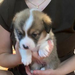 Bernadette - Sable female Pembroke Welsh Corgi puppy in New Richmond, Wisconsin from 10 Mile Creek Farms