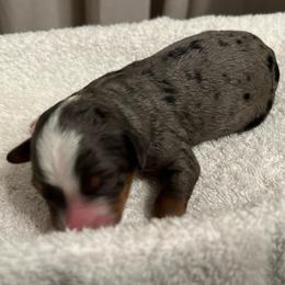 Comet - Blue merle male Bernedoodle puppy in Los Angeles, California from Bernied00dle Love