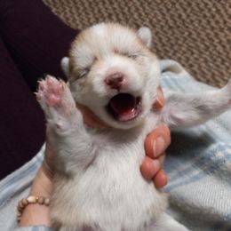 Akita, Pomsky, and Shiba Inu Puppies from Arctic Kennels (Akitas, Shibas & Pomskies)
