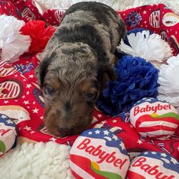 Monterey Jack - Blue merle male Bordoodle puppy in Canfield, Ohio from Poo's Doo's & Inu's