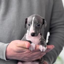 Girl 1 - Blue female Italian Greyhound puppy in Sugar Valley, Georgia from Pinnacle Farm and Kennel