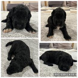 Black Abstract Boy - Black male Goldendoodle puppy in Lancaster, South Carolina from Silver Hill Farm SC