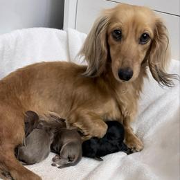 Bella - Dachshund