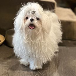 Dinky - Maltese