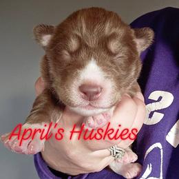 Red collar boy - Red and white male Siberian Husky puppy in Terre Haute, Indiana from April's Huskies