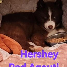 HERSHEY KISS - Siberian Husky