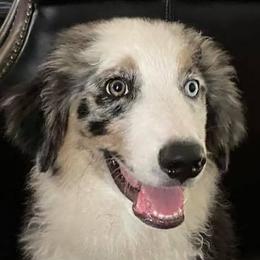 Australian Shepherds from LL Farm Australian Shepherds