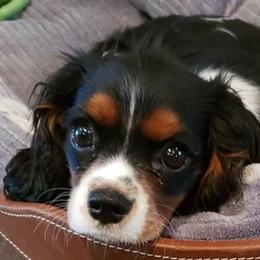 Arabela - Cavalier King Charles Spaniel