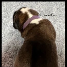 Purple - Mahogany and white female Saint Bernard puppy in New Philadelphia, Ohio from Fletchers Saints