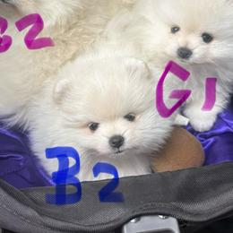 Boy 2 Little Boy Blue - White male Pomeranian puppy in Cullman, Alabama from Dixie Darlings Pomeranians