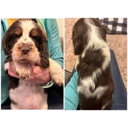 Hank Williams - English Springer Spaniel puppy in Clinton, Missouri from Twin Ridge Springers