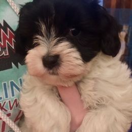 Havanese Puppies from EClair's Havanese and Westies