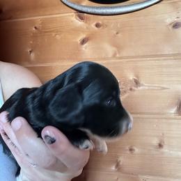 Boy 1 - Black male Dachshund puppy in Cheyenne, Wyoming from Great Basin Hounds