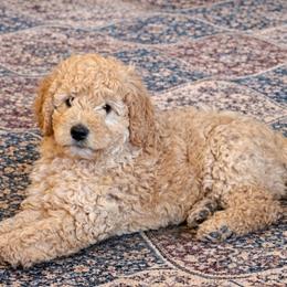Grady-Biscuit - Cream male Labradoodle puppy in Churchill County Fallon, Nevada from Card Family Ranch