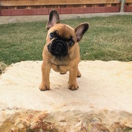 English Toy Spaniels and French Bulldogs from Renaissance French Bulldogs and English Toy Spaniels