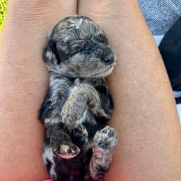 Otis - Merle male Bernedoodle puppy in Yuba City, California from Ranch House Doodles