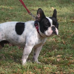 Lilly - French Bulldog