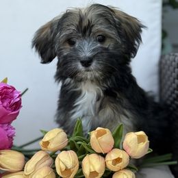 Sparkles - Black and tan brindle female Havanese puppy in Plumsted, New Jersey from Roselynn Havanese