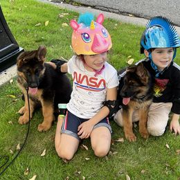 German Shepherd Puppies from Alta-Tollhaus German Shepherds