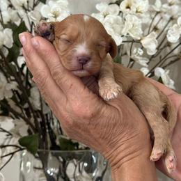 Lily - Apricot female Cavapoo puppy in Yuciapa, California from AlltheDoodlez_