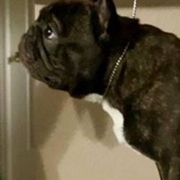 French Bulldogs from Bullies Heaven’s French bulldogs and Bull terriers