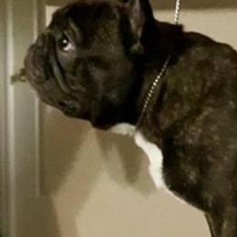 French Bulldogs from Bullies Heaven’s French bulldogs and Bull terriers