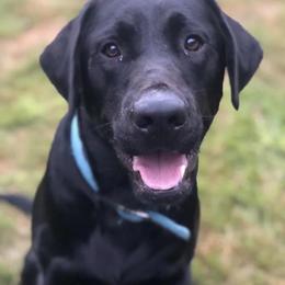 Labrador Retriever All Grown Up from Learn's Labs