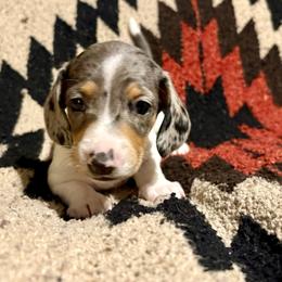 Boy 2 - Dapple male Dachshund puppy in Woodlake, California from Wild West Weenies