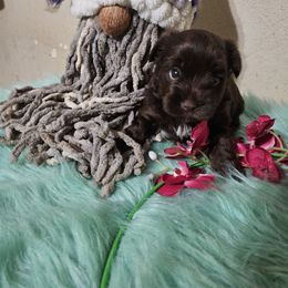 Lil Snickers - Chocolate and tan male Yorkshire Terrier puppy in Elgin, Texas from Indian Oaks Yorkies