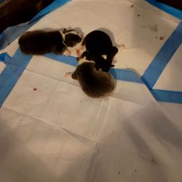 Buck - Black and tan male Pembroke Welsh Corgi puppy in Aleppo, Pennsylvania from Donna's Corgis