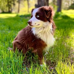 Rip - Miniature Australian Shepherd