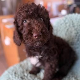 Chocco - Chocolate male Labradoodle puppy in Lowville, New York from Adirondack Labradoodles