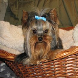 Kota - Yorkshire Terrier